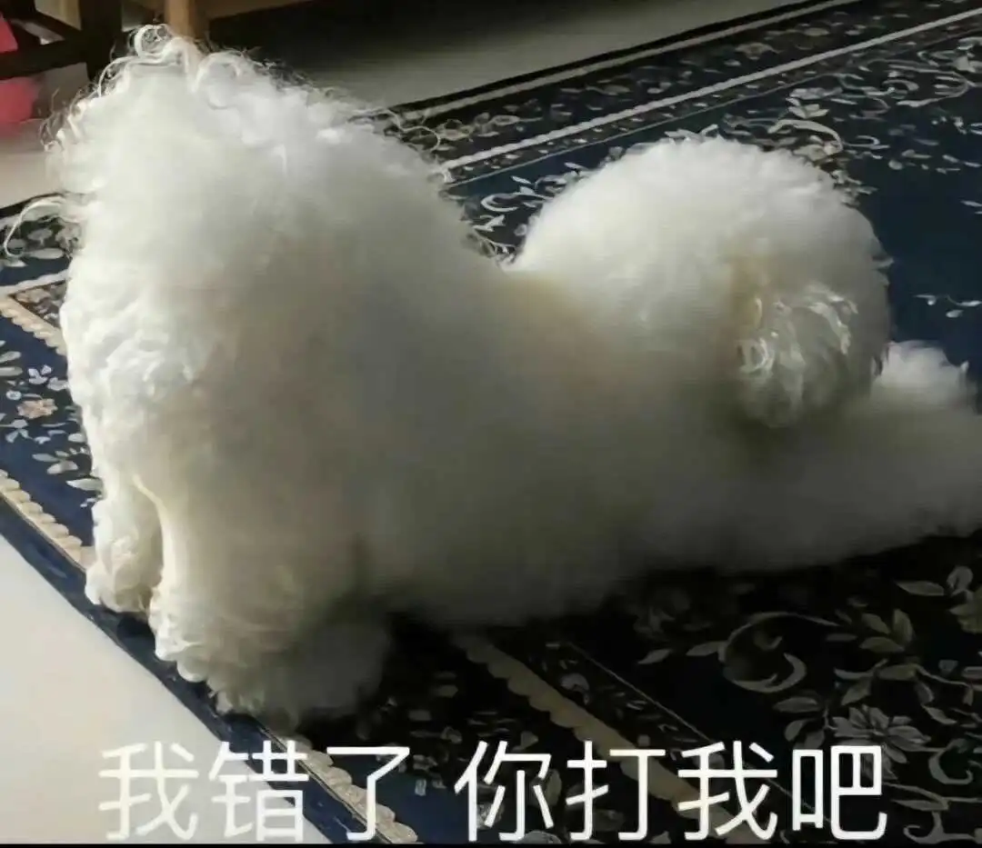 我心心念念的k9,原来是这回事 一