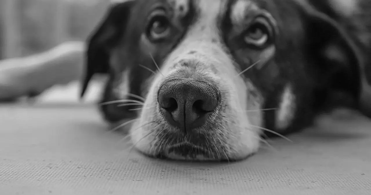 恋足癖究竟是什么?潜藏在你心里的秘密与欲望 一